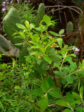 Image of Hypericum glandulosum Dryand. ex Ait.