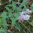 Imagem de <i>Eupatorium shimadae</i>