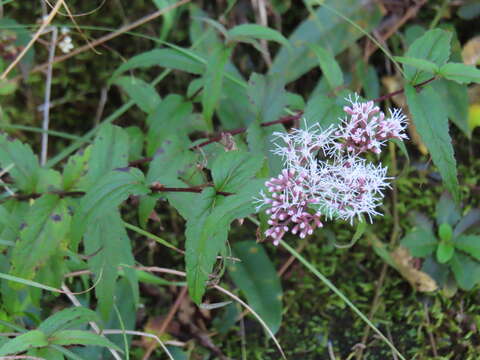 Image of <i>Eupatorium shimadae</i>