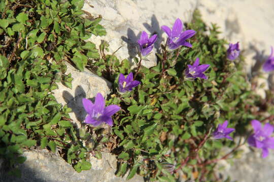 Imagem de Campanula andina Rupr.