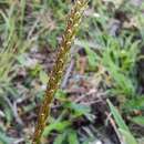 Sivun Carex delacosta Kuntze kuva