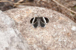 Image of White-striped Black