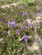 Image of rock clematis