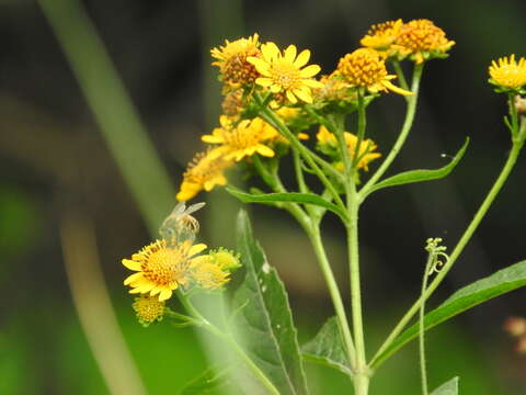 Image of Verbesina persicifolia DC.