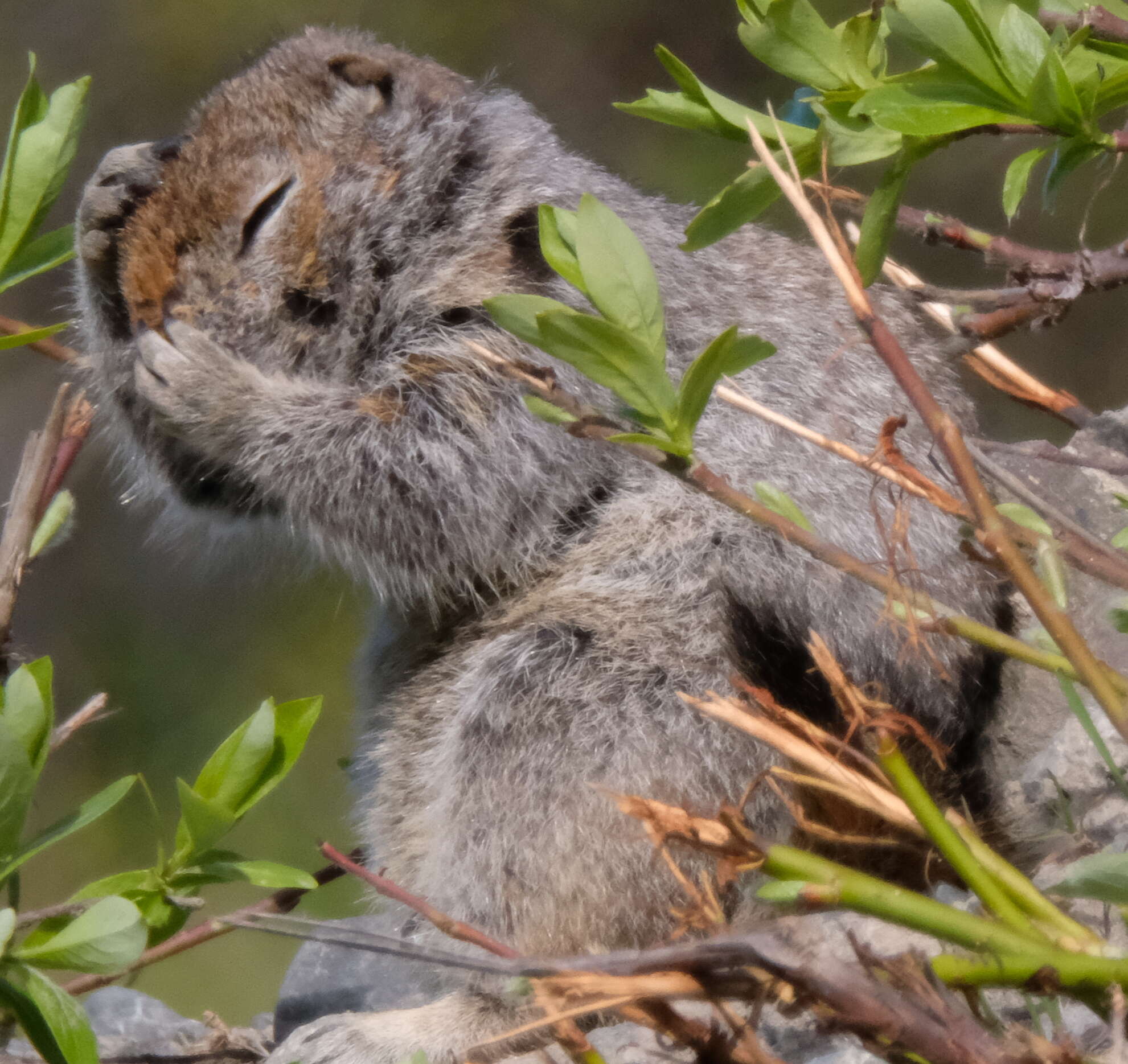 Image of Arctic ground squirrel