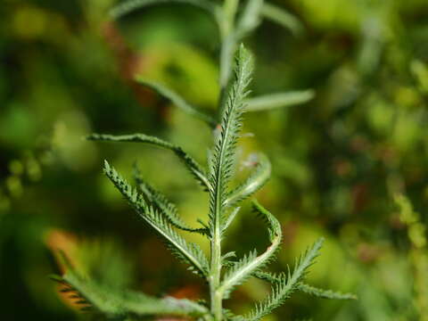 Image of Achillea ptarmicoides Maxim.