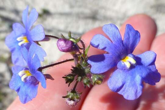 Слика од Nemesia affinis Benth.