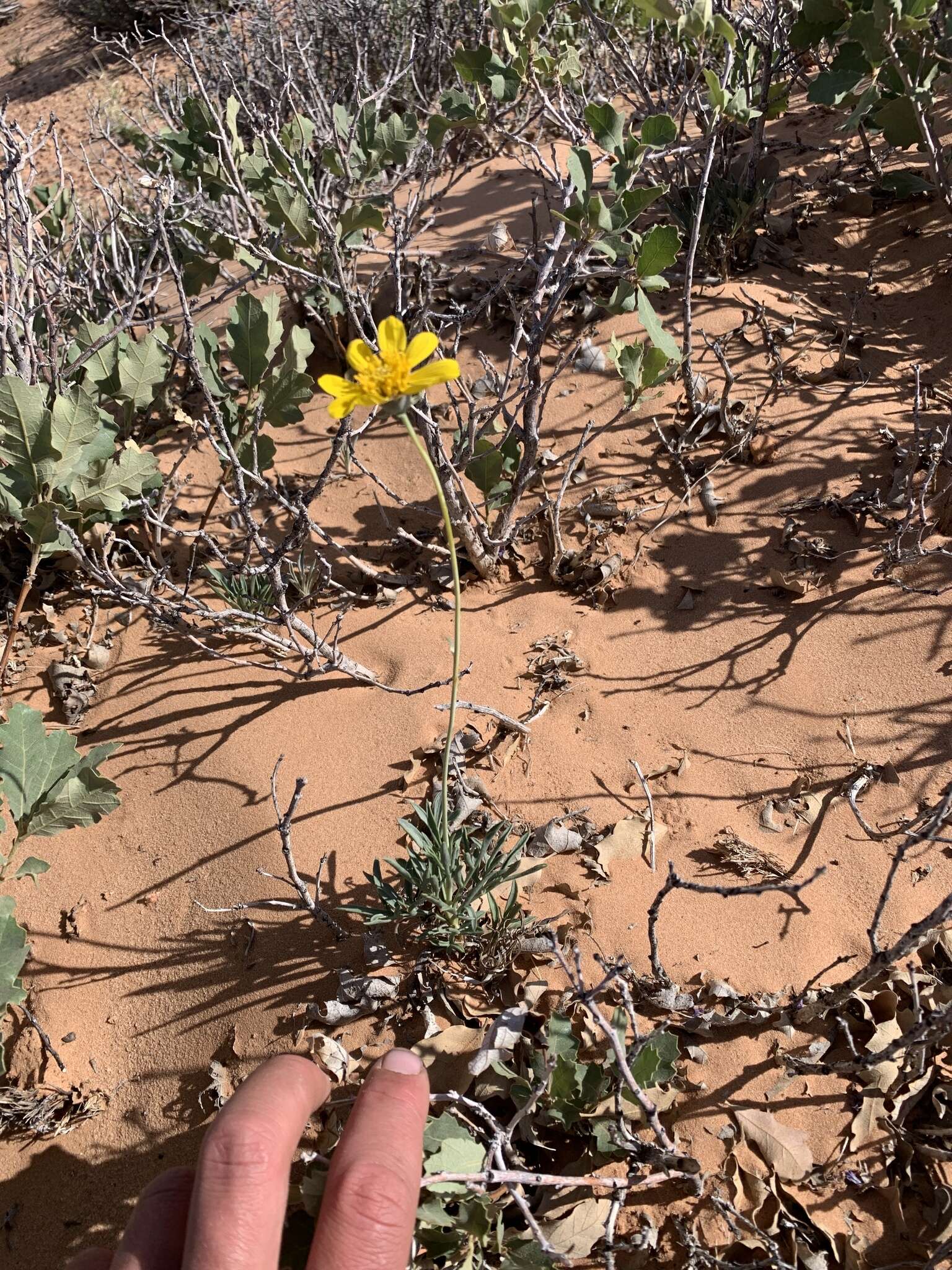 Image de Thelesperma subnudum A. Gray