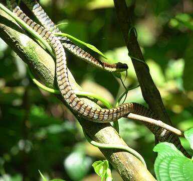 Image de Dendrelaphis kopsteini Vogel & Van Rooijen 2007