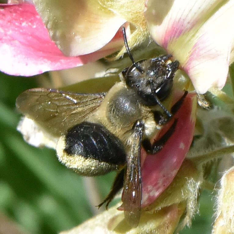 Image of Small-handed Leaf-cutter Bee