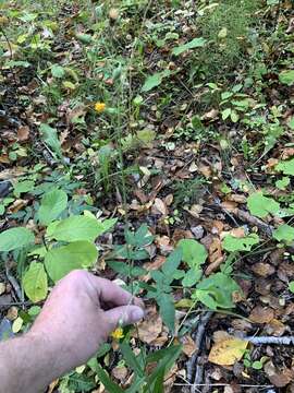 Image of threetooth hawkweed