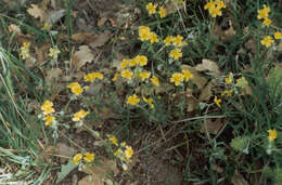 Image of Helianthemum stevenii Rupr. ex Juzepczuk & Pozd.