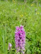 Image de Dactylorhiza sibirica Efimov