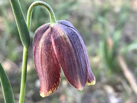 Image of Fritillaria lusitanica Wikstr.