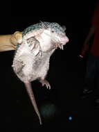 Image of naked-tailed armadillos