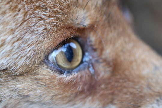 Image of Vulpes vulpes palaestina Thomas 1920