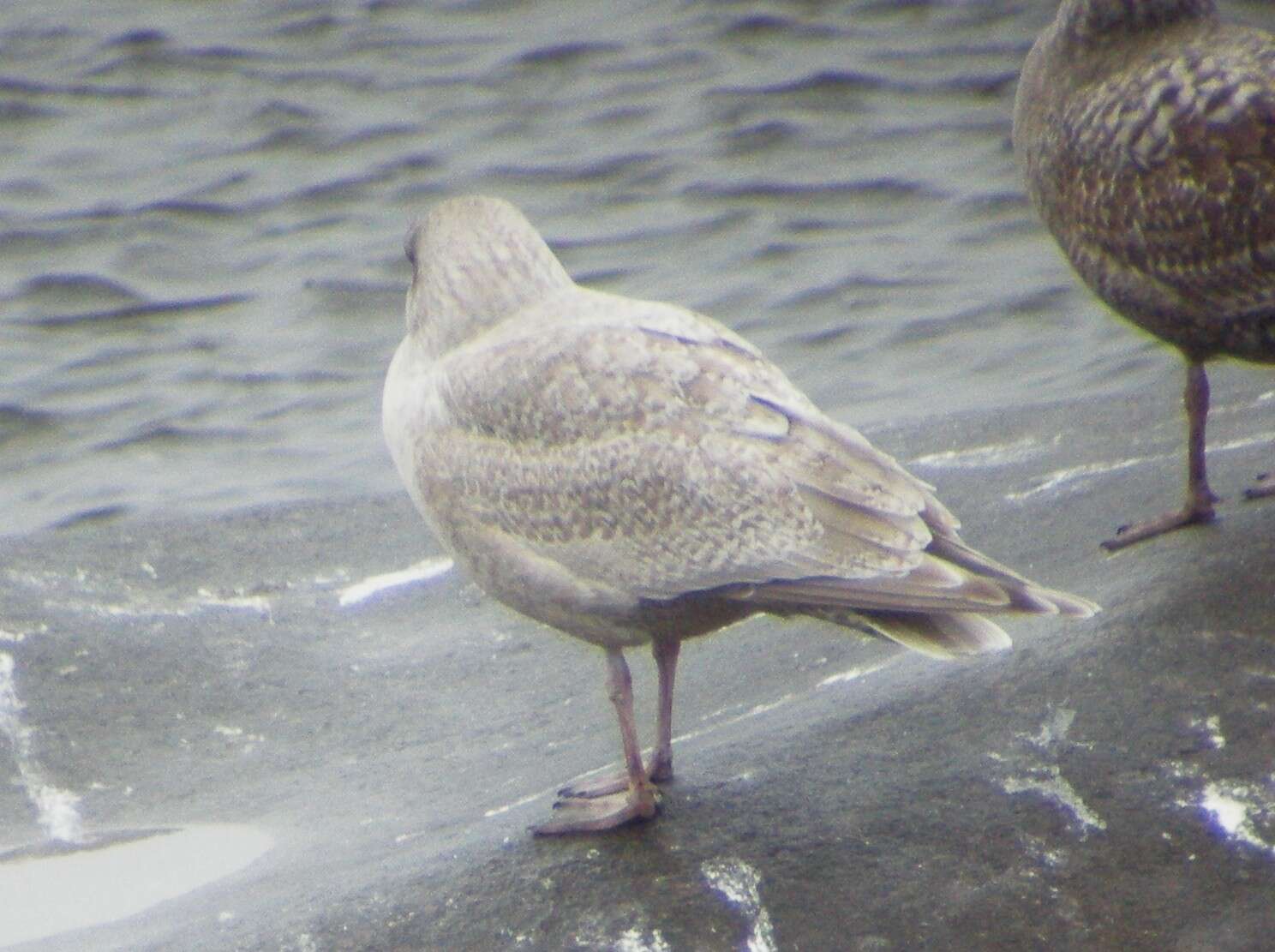 Image of Iceland Gull