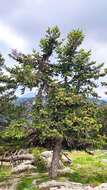 Image of Grecian Fir