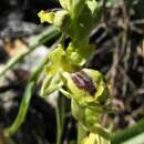 Image of Ophrys lutea subsp. galilaea (H. Fleischm. & Bornm.) Soó