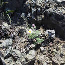 Image of Star Peak fleabane