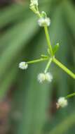 Plancia ëd Galium orizabense subsp. laevicaule (Weath. & Blake) Dempster