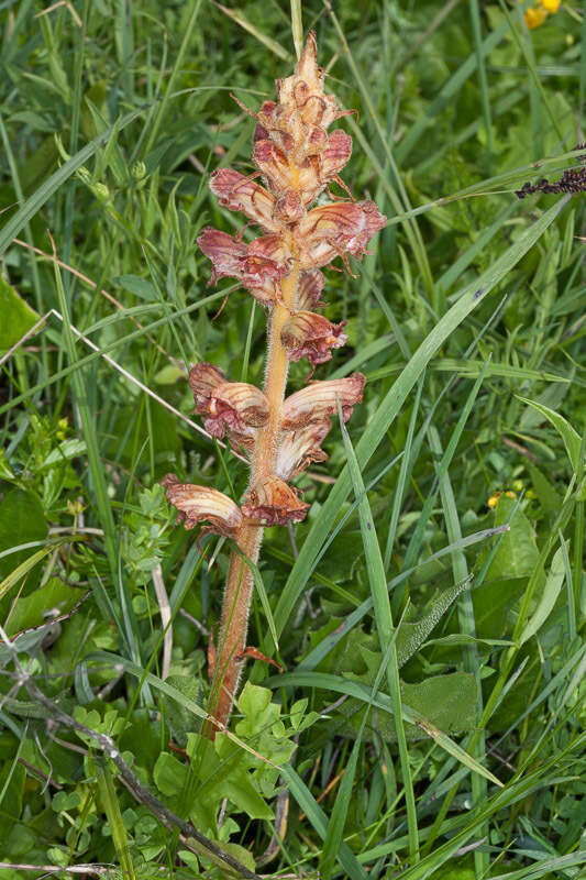 Image of Orobanche gracilis Sm.