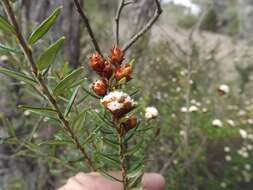 صورة Spyridium scortechinii (F. Müll.) K. R. Thiele