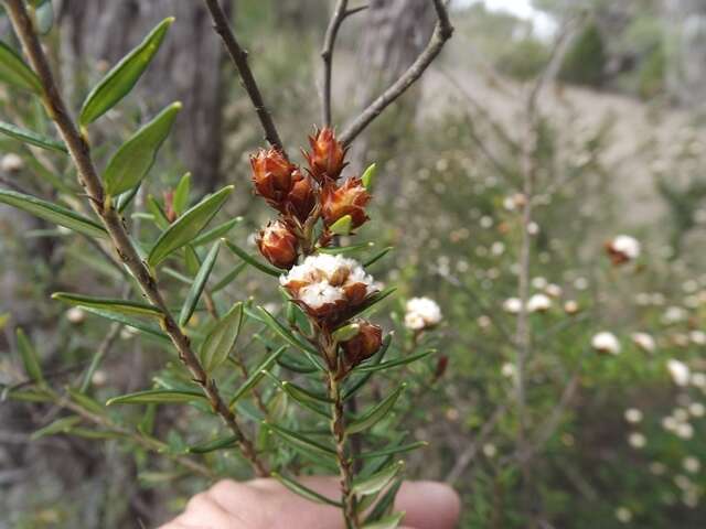 Image of Spyridium scortechinii (F. Müll.) K. R. Thiele