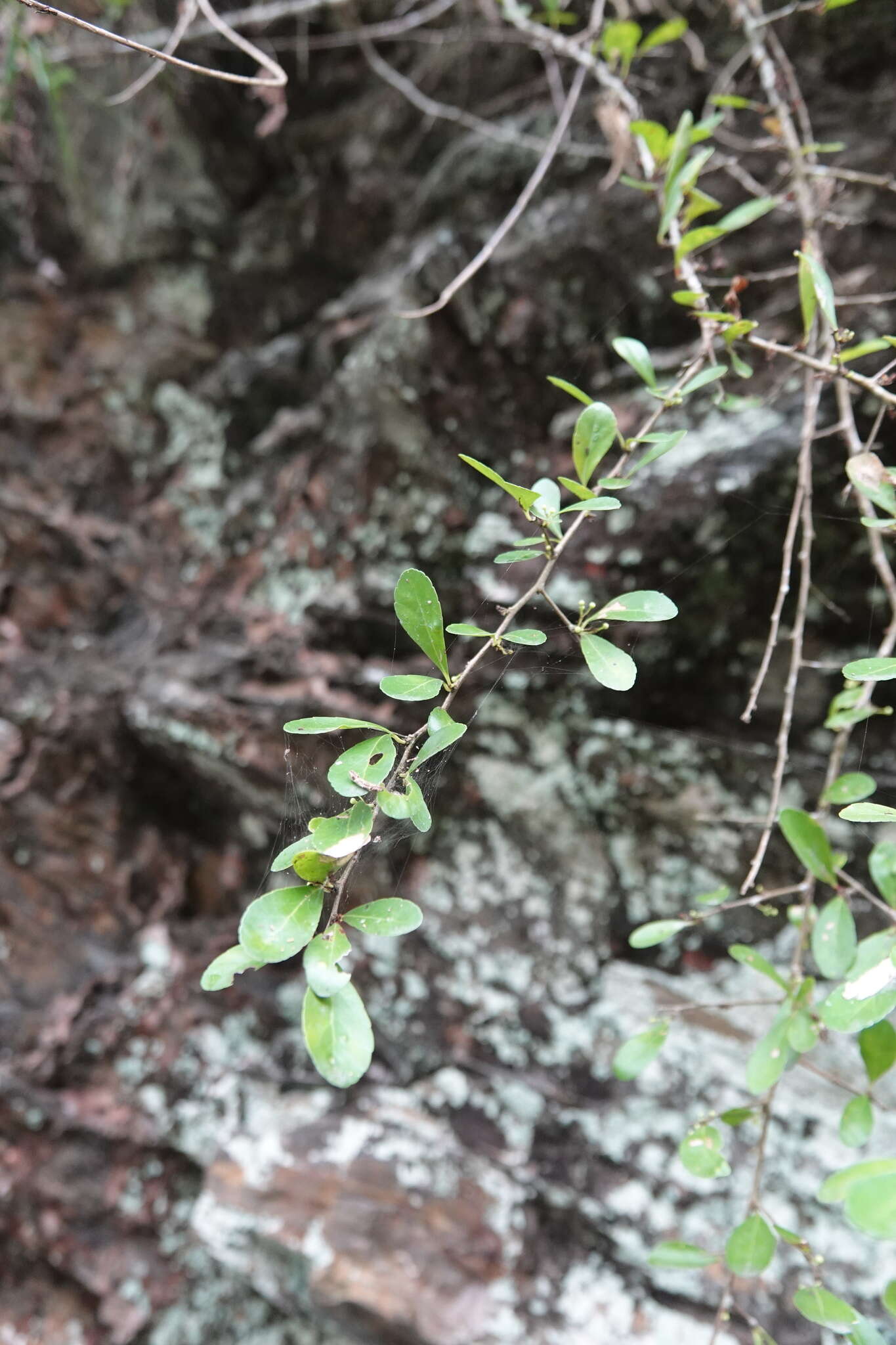 Image of Gymnosporia diversifolia Maxim.