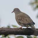 Plancia ëd Columbina passerina socorroensis (Ridgway 1887)