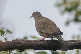 Plancia ëd Columbina passerina socorroensis (Ridgway 1887)