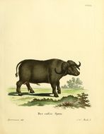 Image of African buffalo