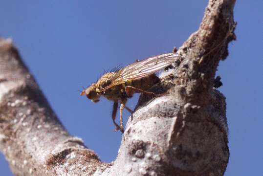 Слика од Scathophaga stercoraria (Linnaeus 1758)