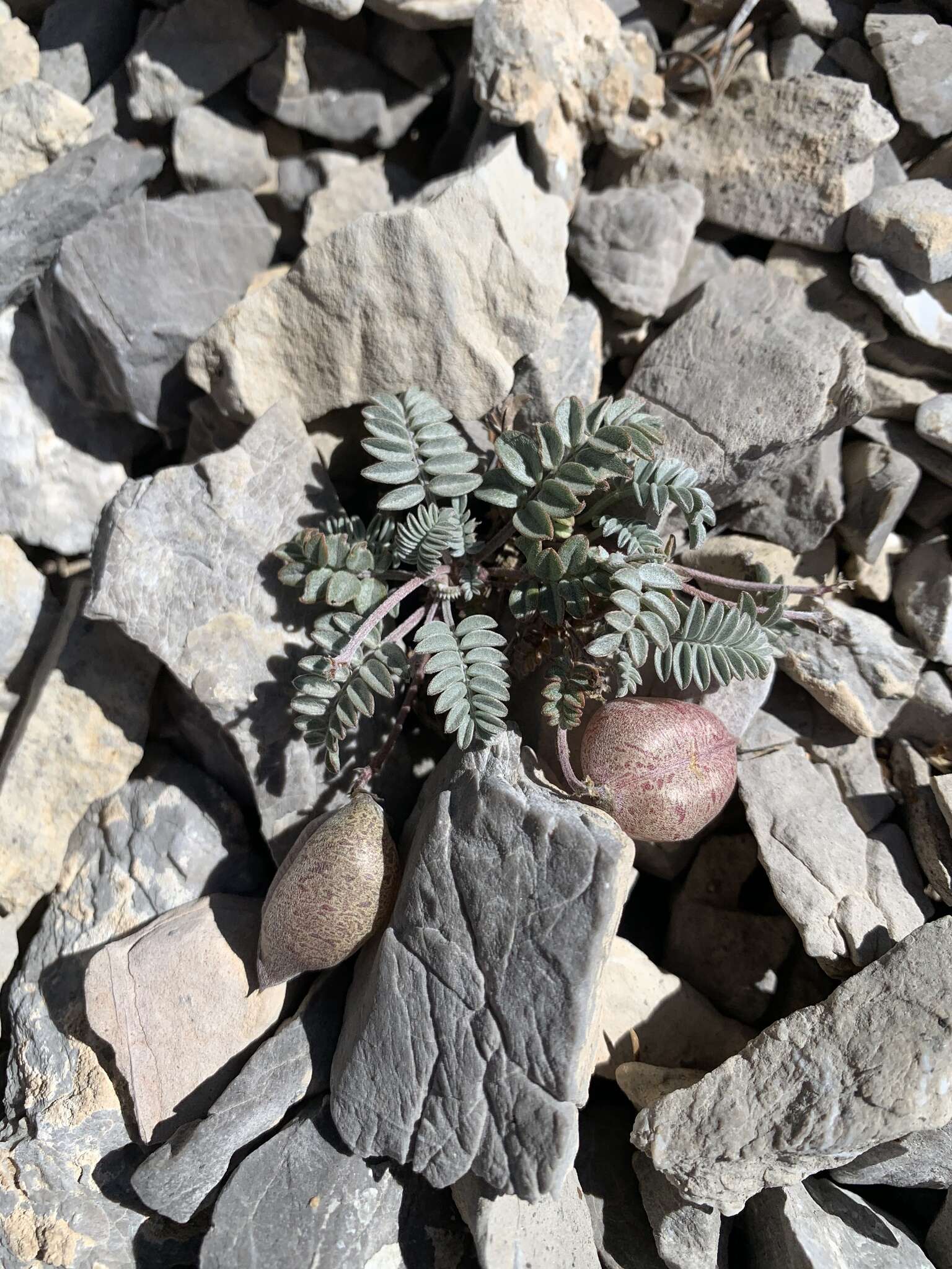 Imagem de Astragalus platytropis A. Gray