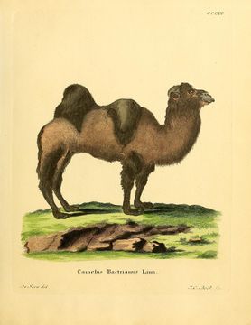 Image of Bactrian camel