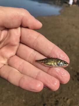 Image of Blackspotted Stickleback