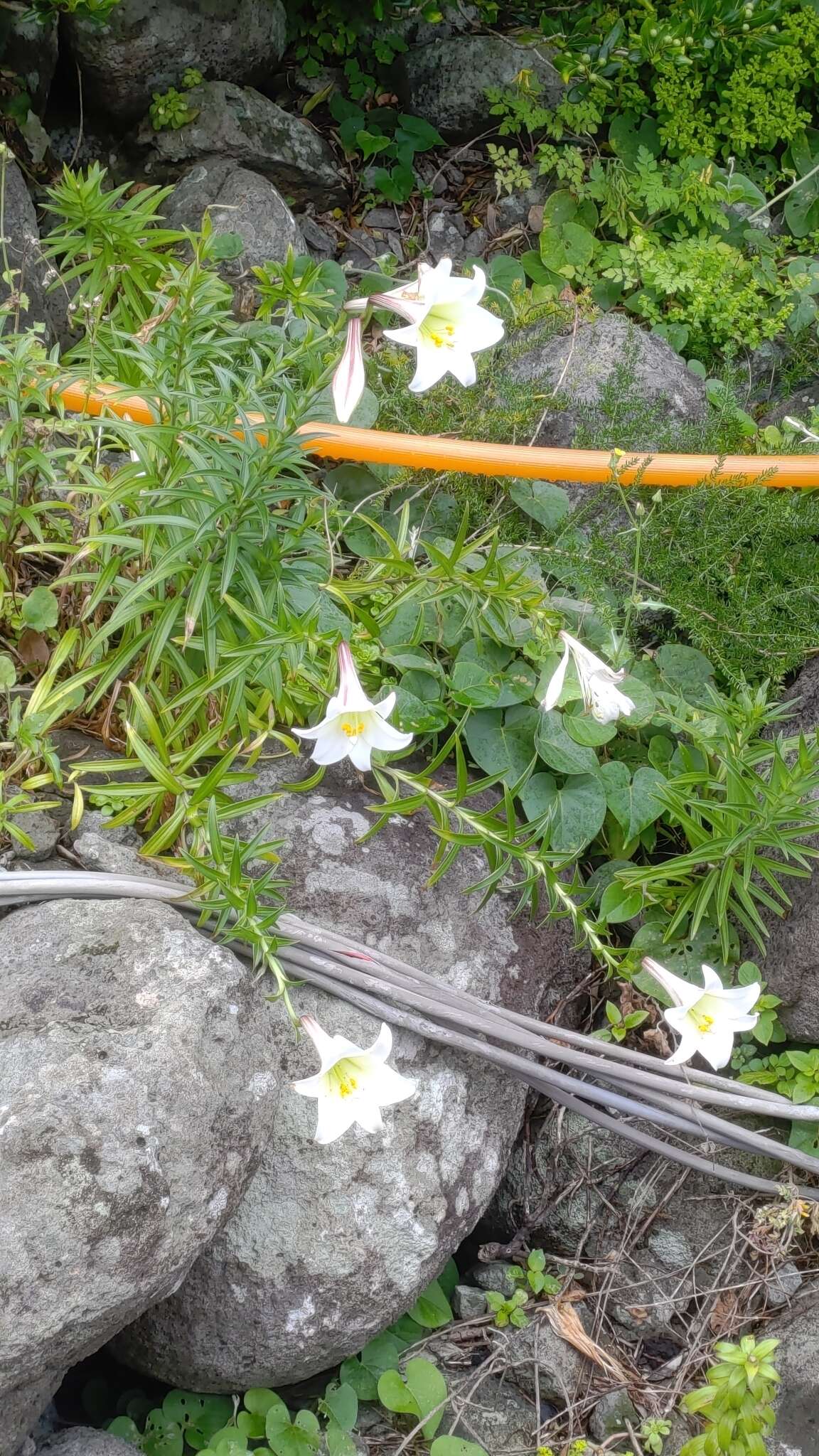 Image of Lilium longiflorum var. scabrum Masam.