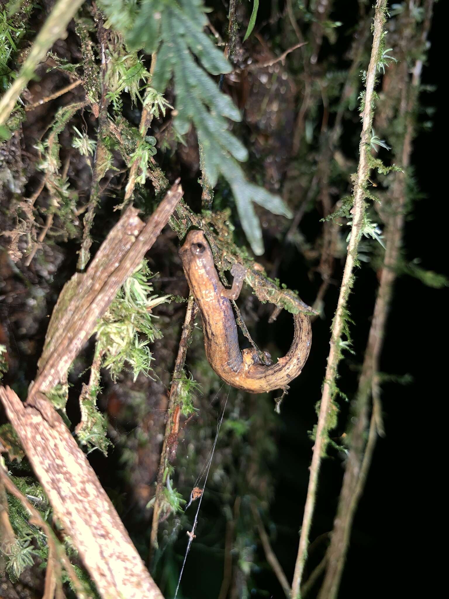 Image of Nauta Salamander