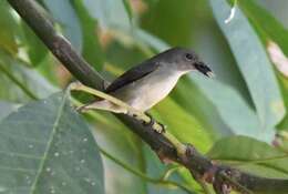 Image of Scarlet-backed Flowerpecker