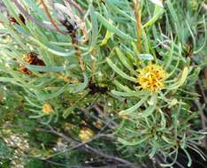 Image of Leucadendron meyerianum H. Buek ex Meissn.