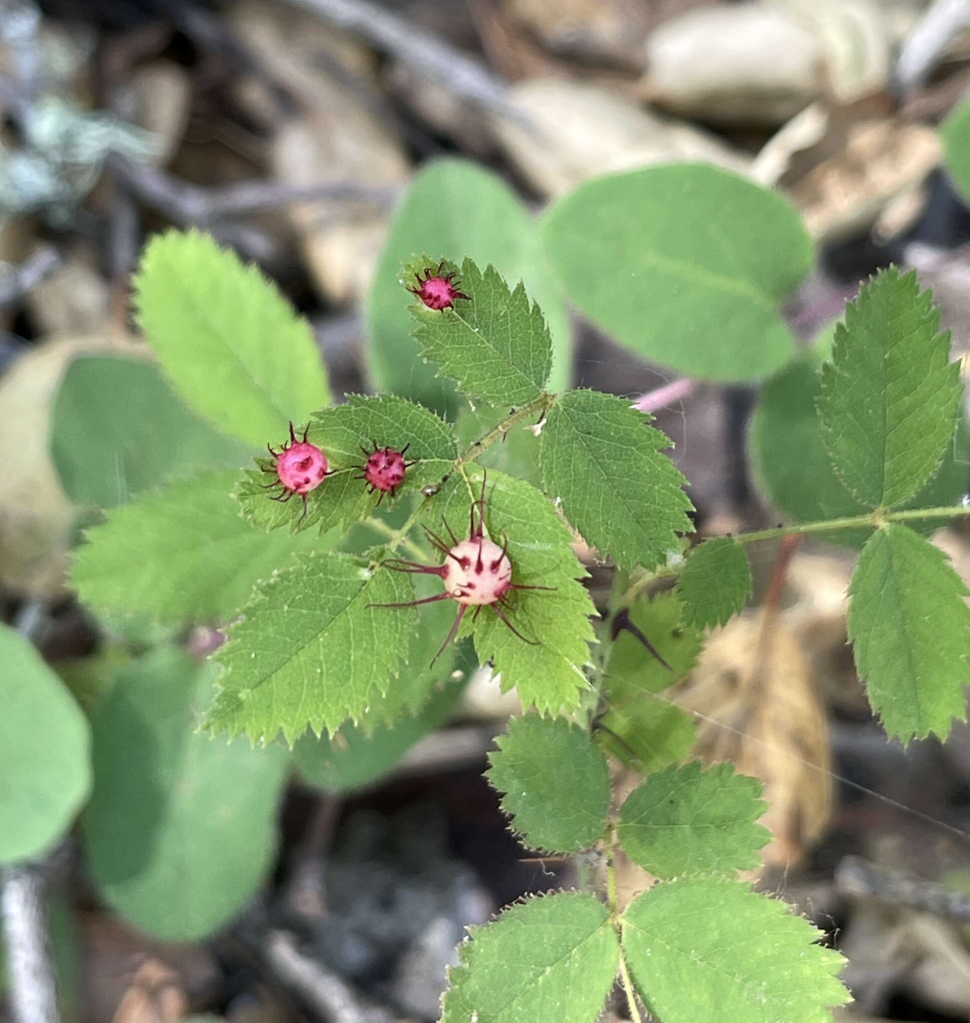 Image of ground rose