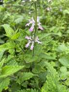 Stachys geobombycis C. Y. Wu resmi