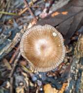 Image of Dactylosporina steffenii (Rick) Dörfelt 1985