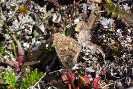 Image of Homoeonympha boisduvalii Blanchard 1852