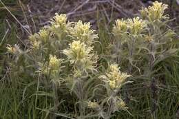 Image of <i>Castilleja <i>pilosa</i></i> var. pilosa