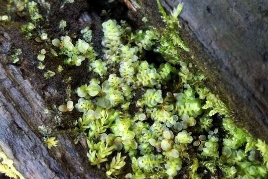 Image of Grove Earwort