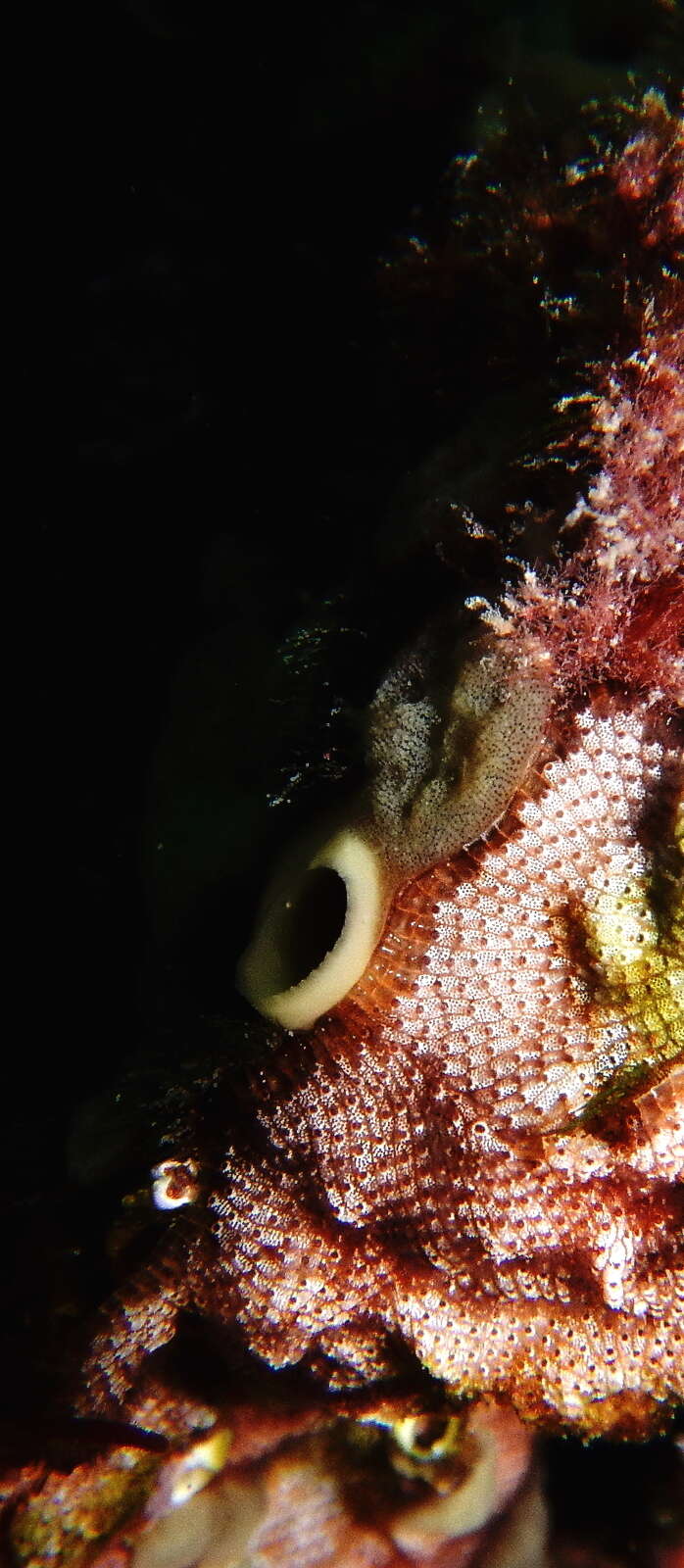 Image of green boring sponge