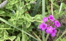 Image of Lantana entrerriensis Tronc.