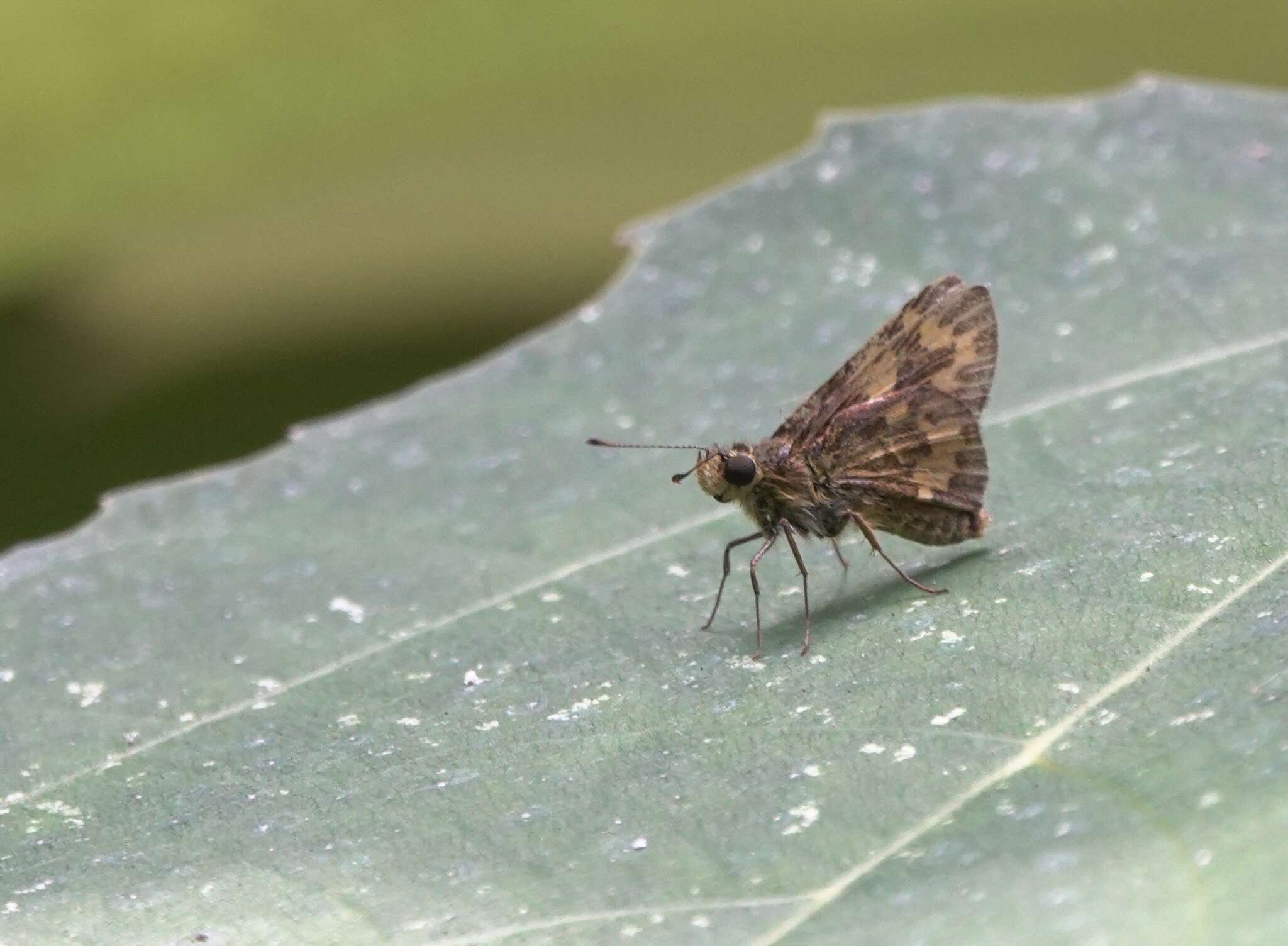 Plancia ëd Taractrocera archias quinta Swinhoe 1913