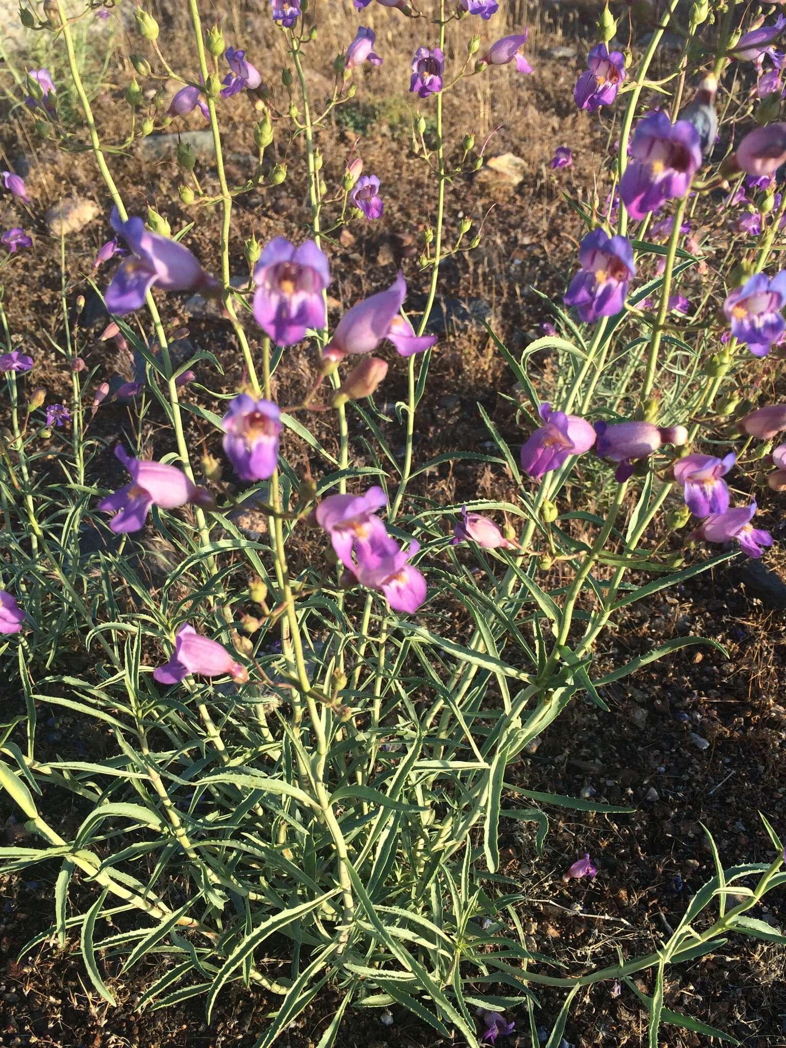 Image de Penstemon grinnellii subsp. scrophularioides (M. E. Jones) Munz